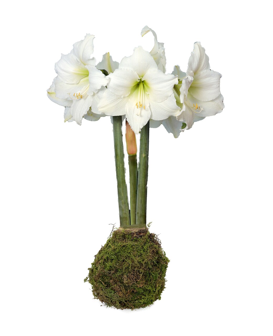 Denver Moss Coated Jumbo Amaryllis -Immediate Shipping for Holiday Blooms